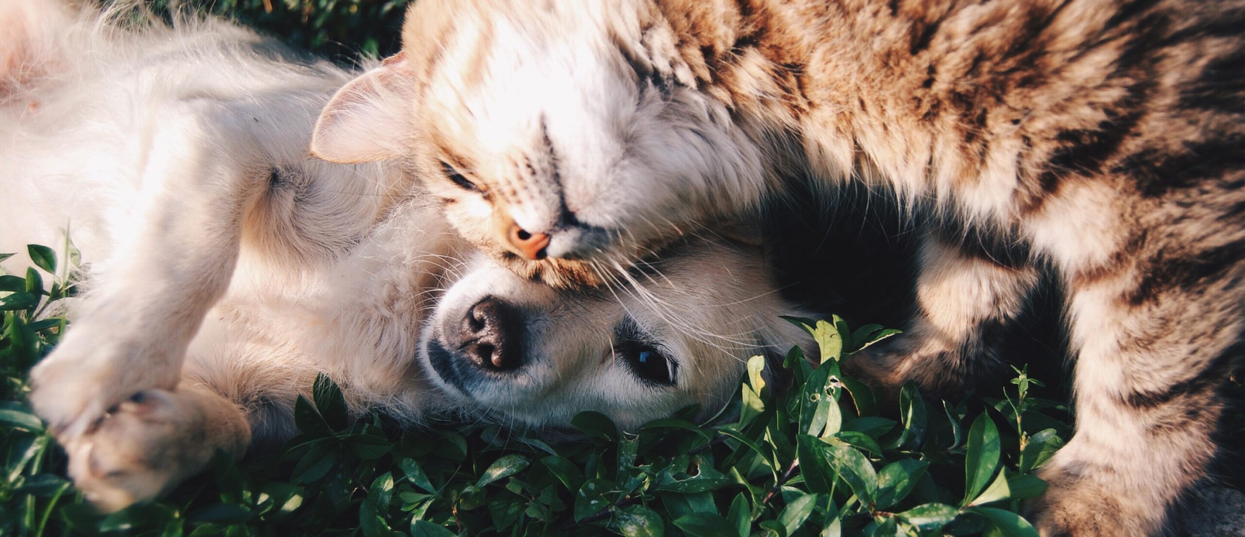 dog and cat in grass